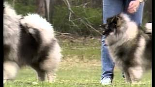 Keeshond  AKC Dog Breed Series [upl. by Nannahs]