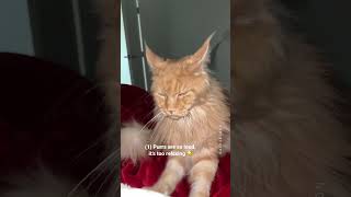 Why I Regret Getting Maine Coon cats 😩 The Truth ✨ [upl. by Nabila43]