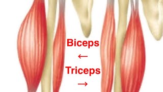 Entraînement pour les triceps et biceps avec poids [upl. by Coucher]