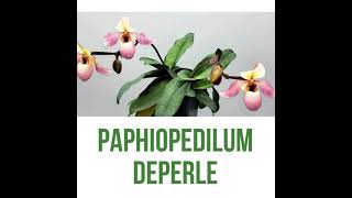 Paphiopedilum Deperle [upl. by Curley703]