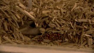 Hamster Samson digging for food  buddeln nach Essen [upl. by Kramer565]