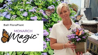 Monarch Magic Ageratum  New from Ball FloraPlant for 2025 [upl. by Pliske]