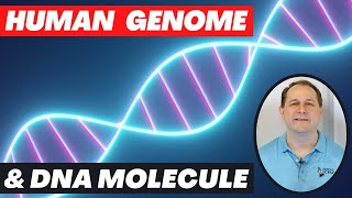 Human Genome Project amp The DNA Molecule Explained [upl. by Polash]