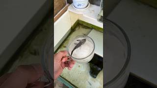 Girl Revives Dead Fish shortsvideo [upl. by Sillyrama]