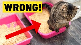 Youre Setting Up Your Litter Box All Wrong [upl. by Arielle]