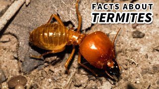 Termite Facts COLONY ANIMALS  Animal Fact Files [upl. by Annuhsal]