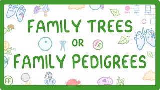 GCSE Biology  Family Trees  Family Pedigrees 74 [upl. by Alessandro]