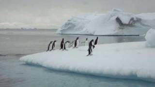 Penguins jumping on ice floe [upl. by Llekcir]