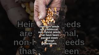 Heirloom Seeds Explained [upl. by Aisiat]