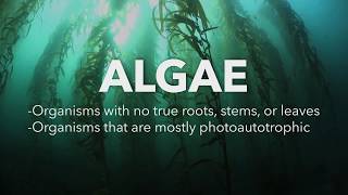 Algae Corner What are Algae [upl. by Nale]