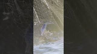 beachfishing fishing fihing fiahing fish carpfishing fiish videogama carp filefish [upl. by Drahsar]