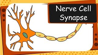 Biology  Neurons and Synapses  Control and coordination  Part 1 – English [upl. by Asilenna]