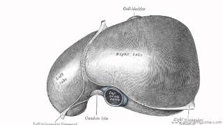 Peritoneal Cavity  Part 2  Ligaments of the Liver  Anatomy Tutorial [upl. by Lancaster]