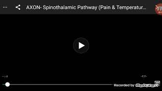 spinothalamic pathway [upl. by Broderic]