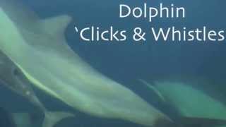 Dolphin Clicks and Whistles [upl. by Ellersick189]