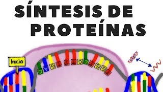 Transcripción de ADN traducción de ARN o síntesis de proteínas explicado [upl. by Gord]