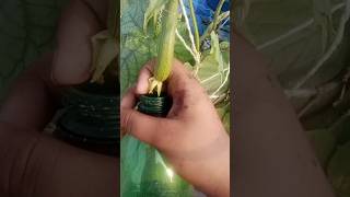 Loki plant gardenplants shortvideo garden gardentrees foryou plants [upl. by Stagg689]