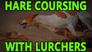 Hare Coursing With Lurchers  Working Lurchers [upl. by Unni]