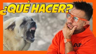 Cómo reaccionar ante perro mastín agresivo 🤔  Educación Canina 🐶 [upl. by Eelyah]