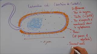 Structure cellulaire 4  La cellule procaryote [upl. by Riem825]