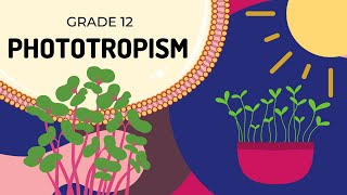 Phototropism Explained [upl. by Rochemont]