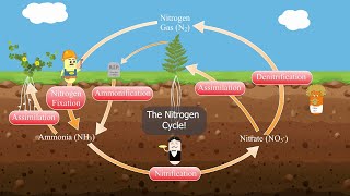 The Nitrogen Cycle [upl. by Omolhs828]