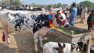 TODAYS TOP CLASS COWS RATES KHARIAN MANDI 30112023 [upl. by Nibroc22]