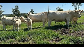 P257 Las mujeres ganaderas del Rancho La Providencia [upl. by Turino]