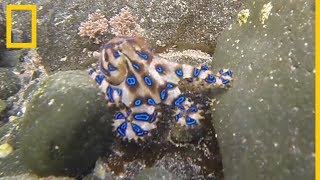 El pulpo de anillos azules una criatura marina letal  National Geographic en Español [upl. by Mossman639]