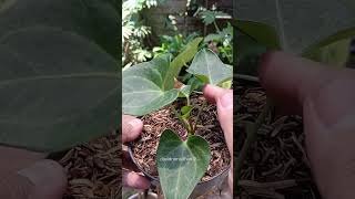 Clarinervium x brownii plants plantlover anthurium plantcare shorts trending trendingshorts [upl. by Nehtiek597]