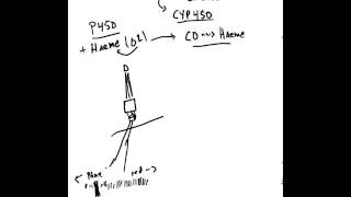 What are Cytochrome P 450 Enzymes [upl. by Ycnalc]