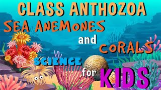 Class Anthozoa  Sea Anemones and Corals  Invertebrates Animals  Science for Kids [upl. by Chrysa43]