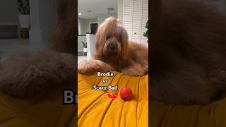 Dog vs Scary Ball goldendoodle goldenretriever funnydogs [upl. by Gian]