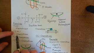 Introduction to Chemokines Part 3 [upl. by Sayed84]