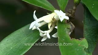 A rare sight of Daphne kiusiana Plant in Motidhar [upl. by Cheung]