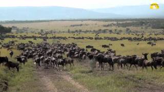 Die Große Migration in der Serengeti in Tansania  © Abendsonne Afrika [upl. by Bathelda821]