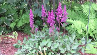 Growing Perennials Astilbe [upl. by Sirrah]