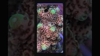 Biota WYSIWYG Acropora Sale [upl. by Nihi]