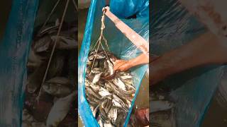 Fishing Video  Machali Jal Ki Rani Hai  Fishing Group fishing shorts fish fishingvideo [upl. by Ardnama580]