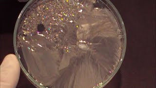 Chemistry experiment 20  Growing sodium thiosulfate crystals [upl. by Euqinad]