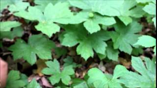 How to Harvest Goldenseal Sustainably [upl. by Crockett]