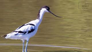 Interesting facts about Avocet pied by weird square [upl. by Eseilanna313]