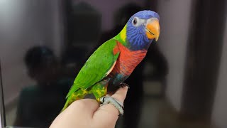 Rainbow Lorikeet Learning To Talk amp Giving Kisses  Saarims Birdzotic [upl. by Haropizt]