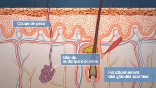 Etiaxil  Fonctionnement des glandes eccrines [upl. by Helene]