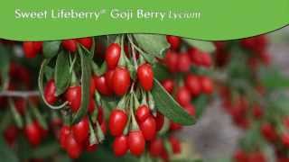 Proven Winner® Gardener Channel Proven Winners® Lifeberry® Goji Berry Lycium [upl. by Korwin]