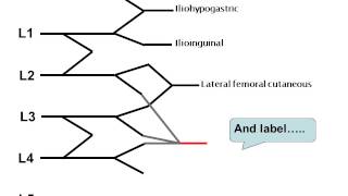 How to draw the lumbar plexus [upl. by Nawud504]