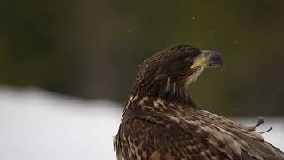 Young white tailed eagle in Utajarvi Finland [upl. by Pitts86]