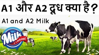 A1 vs A2 Cows Milk Whats the Difference Benefits amp Nutrition [upl. by Anoerb]