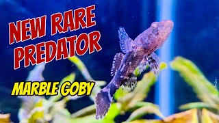 Predatory Fish Marble Goby Care and Profile  Oxyeleotris Marmorata [upl. by Zilla147]