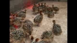 Struisvogel kuiken  struisvogelkuikens Struisvogelboerderij ostrich chicks [upl. by Ssej991]